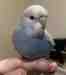 Budgerigar