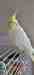Cockatiel