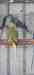 Indian Ringneck Parakeet