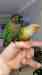 Conure