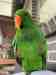 Eclectus