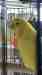 Budgerigar