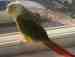 Conure