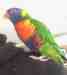 Lory / Lorikeet