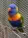 Lory / Lorikeet