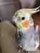 Cockatiel