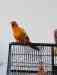 Conure