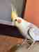 Cockatiel