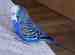 Budgerigar