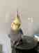 Cockatiel