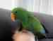 Eclectus