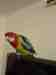 Rosella