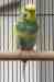 Budgerigar