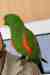 Eclectus