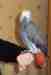 African Grey