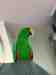 Eclectus