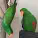 Eclectus