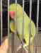 Indian Ringneck Parakeet