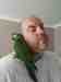 Macaw