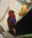 Eclectus