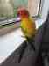 Conure