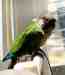 Conure