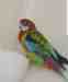 Rosella