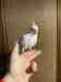 Cockatiel
