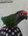 Conure