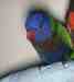 Lory / Lorikeet