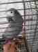 African Grey