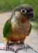 Conure