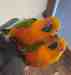 Conure