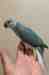 Indian Ringneck Parakeet