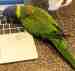 Lory / Lorikeet