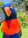 Lory / Lorikeet