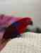 Eclectus