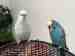 Budgerigar