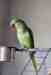 Alexandrine