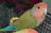 Lovebird