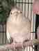 Cockatiel