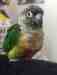 Conure