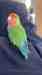 Lovebird