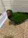 Eclectus