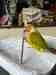 Conure Conure