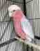 Galah Cockatoo