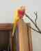 Lory / Lorikeet