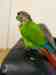 Conure