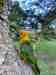 Conure