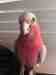 Galah Cockatoo
